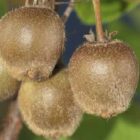 Kiwi (vrouwelijk) | Actinidia deliciosa 'Hayward' | In pot | Hoogte 75cm Kiwi (vrouwelijk) | Actinidia deliciosa 'Hayward'