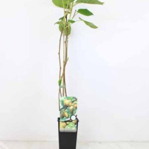 Kiwi (zeflbestuivend) | Kiwi | Actinidia deliciosa 'Jenny'