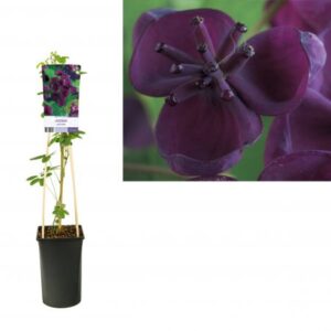 Chocoladewingerd | Akebia quinata