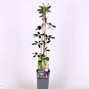 Akebia quintata | Chocoladewingerd