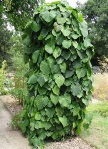 Duitse pijp | Aristolochia durior