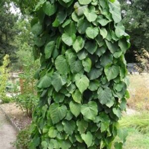 Duitse pijp | Aristolochia durior