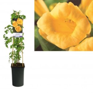 Trompetklimmer | Campsis rad. 'Flava'