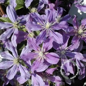 Bosrank | Clematis 'Arabella'
