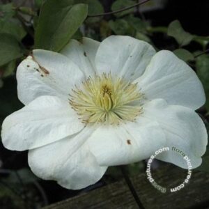 Bosrank | Clematis 'Guernsey Cream'