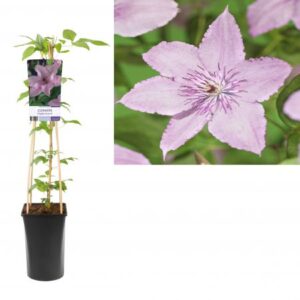 Bosrank | Clematis 'Hagley Hybrid'