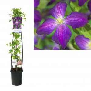 Bosrank | Clematis 'Jackmanii Purpurea'