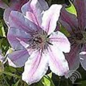 Bosrank | Clematis 'John Paul II'