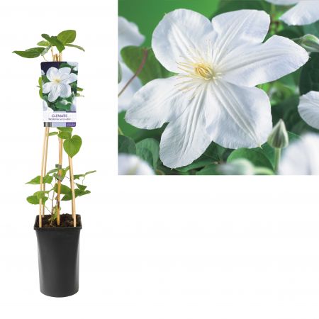 Bosrank | Clematis 'Madame Le Coultre'