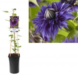 Bosrank | Clematis 'Multi Blue'