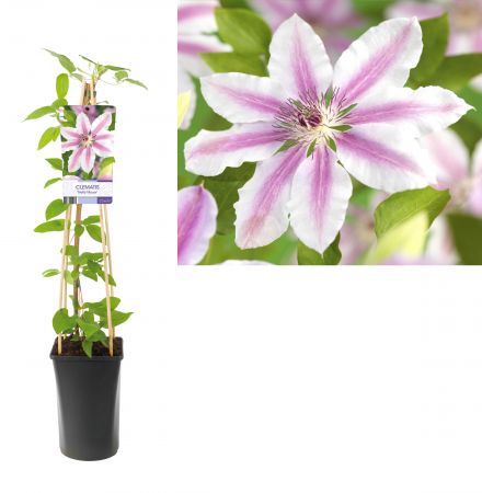 Bosrank | Clematis 'Nelly Moser'