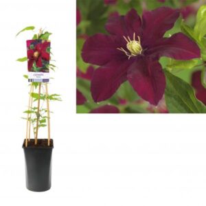 Bosrank | Clematis 'Niobe'