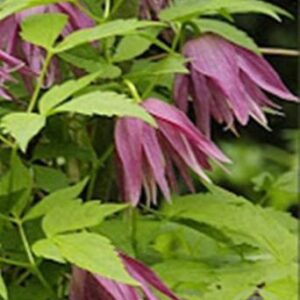 Bosrank | Clematis 'Octopus'