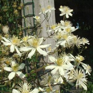 Bosrank | Clematis 'Paul Farges'