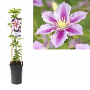 Bosrank | Clematis 'Piilu'