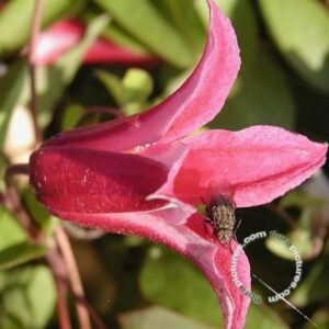 Bosrank | Clematis 'Princess Diana'