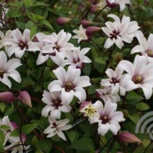 Bosrank | Clematis 'Princess Kate'