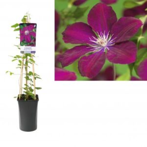 Bosrank | Clematis 'Rouge Cardinal'