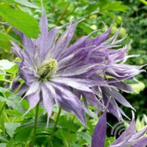 Bosrank | Clematis 'Spiky'