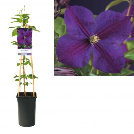 Bosrank | Clematis 'Star of India'