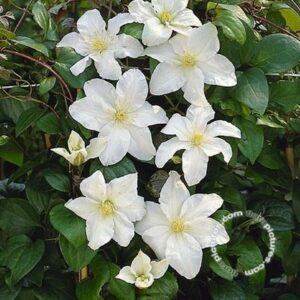 Bosrank | Clematis 'Sylvia Denny'