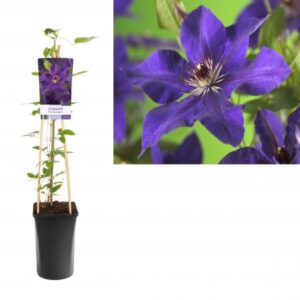 Bosrank | Clematis 'The President'