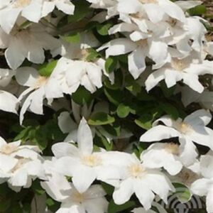Bosrank | Clematis 'Wada's Primrose'