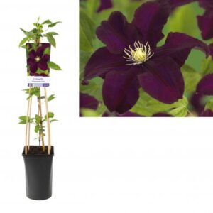 Bosrank | Clematis 'Warszawska Nike'