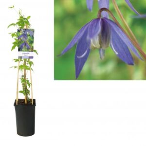 Alpenbosrank | Clematis alpina