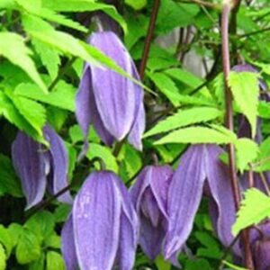 Alpenbosrank | Clematis alpina 'Helsingborg'