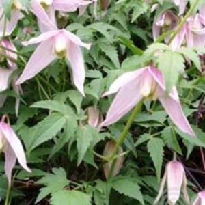 Bosrank | Clematis alpina 'Willy'