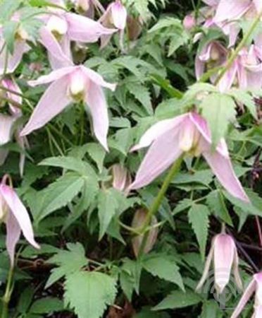 Bosrank | Clematis alpina 'Willy'