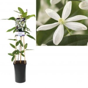 Bosrank | Clematis armandii