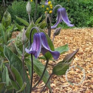 Bosrank | Clematis integrifolia