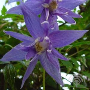 Bosrank | Clematis macropetala