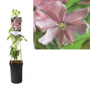 Bergbosrank | Clematis montana 'Fragrant Spring'