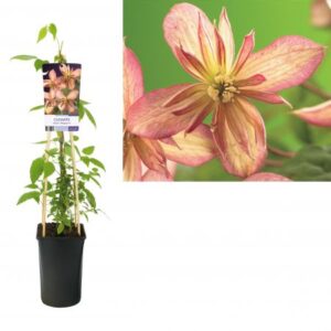 Bergbosrank | Clematis montana 'Marjorie'