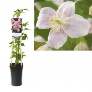 Bergbosrank | Clematis montana 'Mayleen'