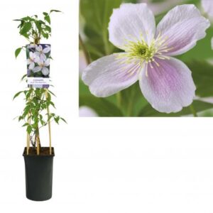 Bergbosrank | Clematis montana 'Pink Perfection'