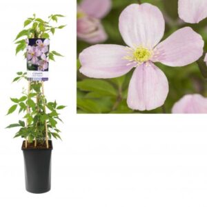 Bergbosrank | Clematis montana 'Rubens'
