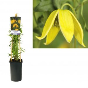 Bosrank | Clematis tangutica