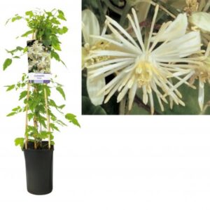Bosrank - Hegge-clematis | Clematis vitalba