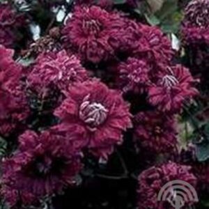 Bosrank | Clematis vitic. 'Purp. Pl. Elegans'