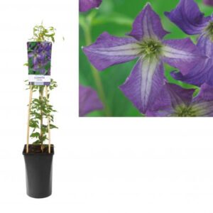 Bosrank | Clematis viticella