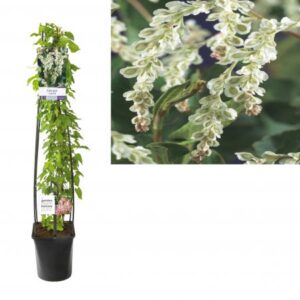 Bruidssluier | Fallopia aubertii (=baldschuanica)