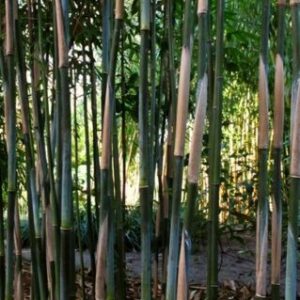 Bamboe | Fargesia 'Obelisk'