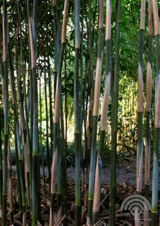 Bamboe | Fargesia 'Obelisk'