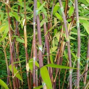 Bamboe | Fargesia 'Winter Joy'