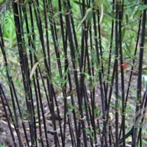 Bamboe | Fargesia jiuzhaigou 'Deep Purple'