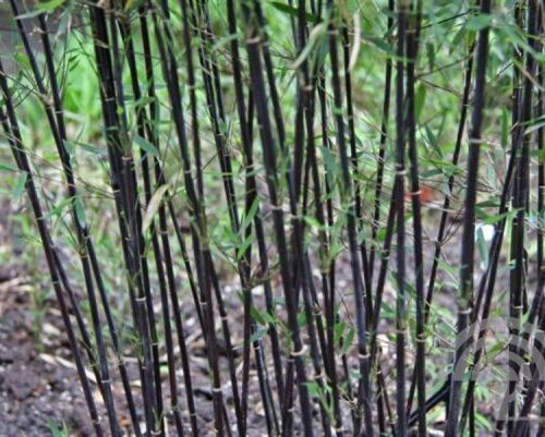 Bamboe | Fargesia jiuzhaigou 'Deep Purple'